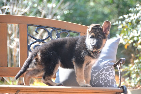 Beretta - German Shepherd Female