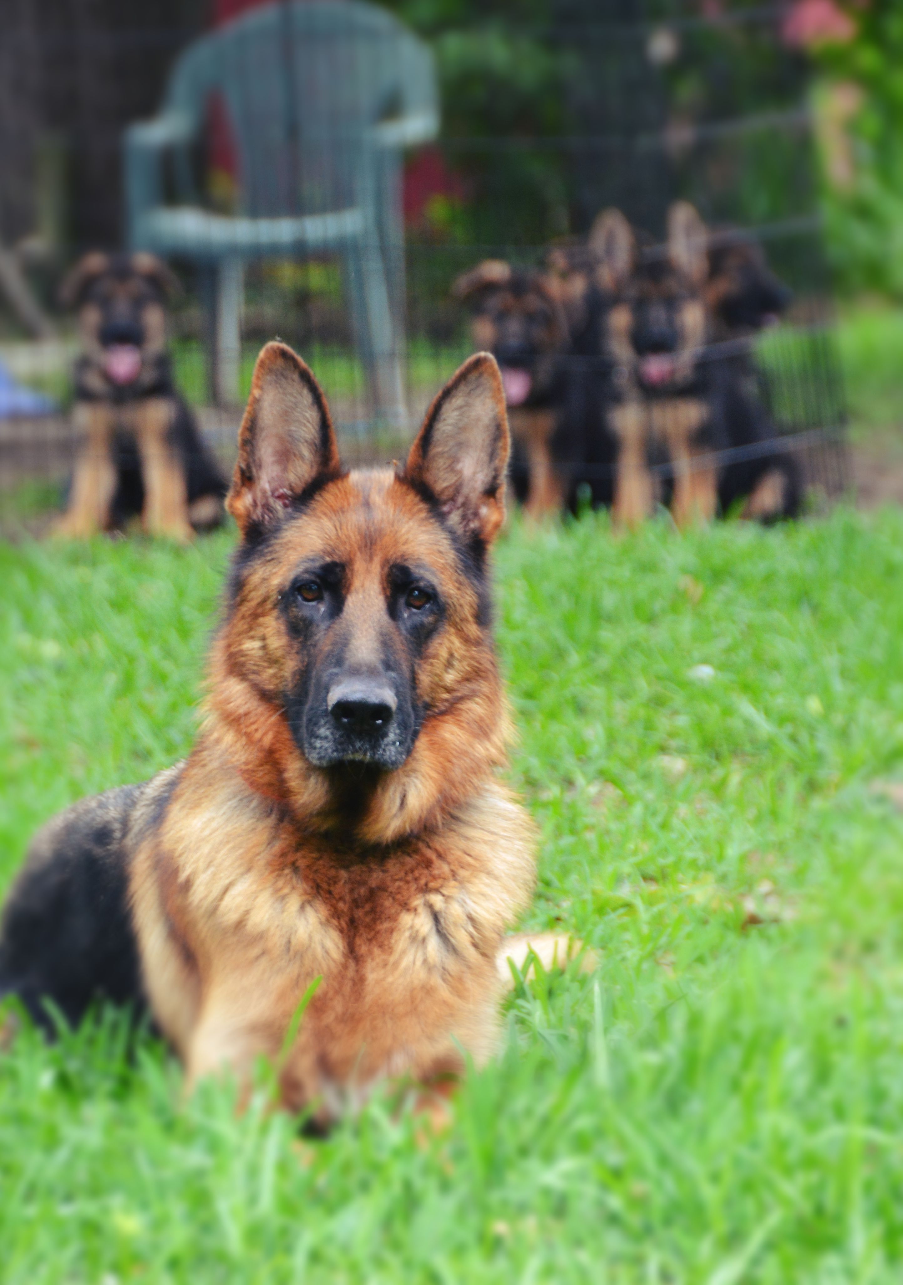 Heritage Hills Ranch German Shepherd Breeder Quality Puppies For Sale