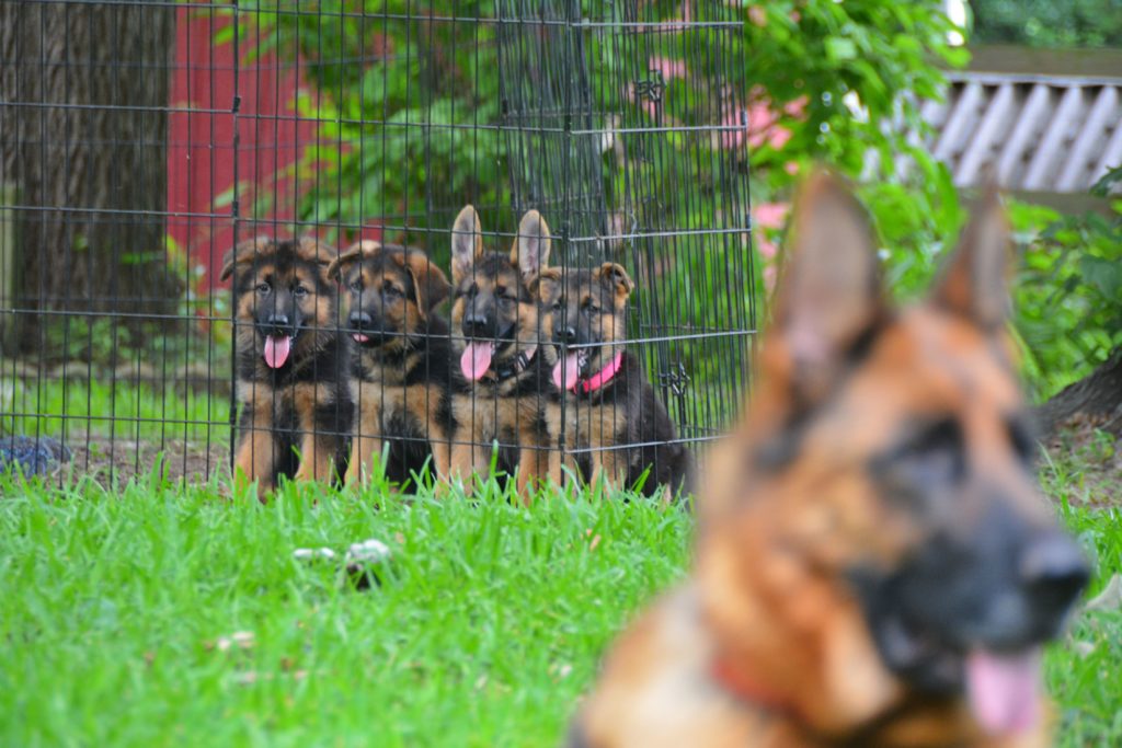 Puppies learning from mom