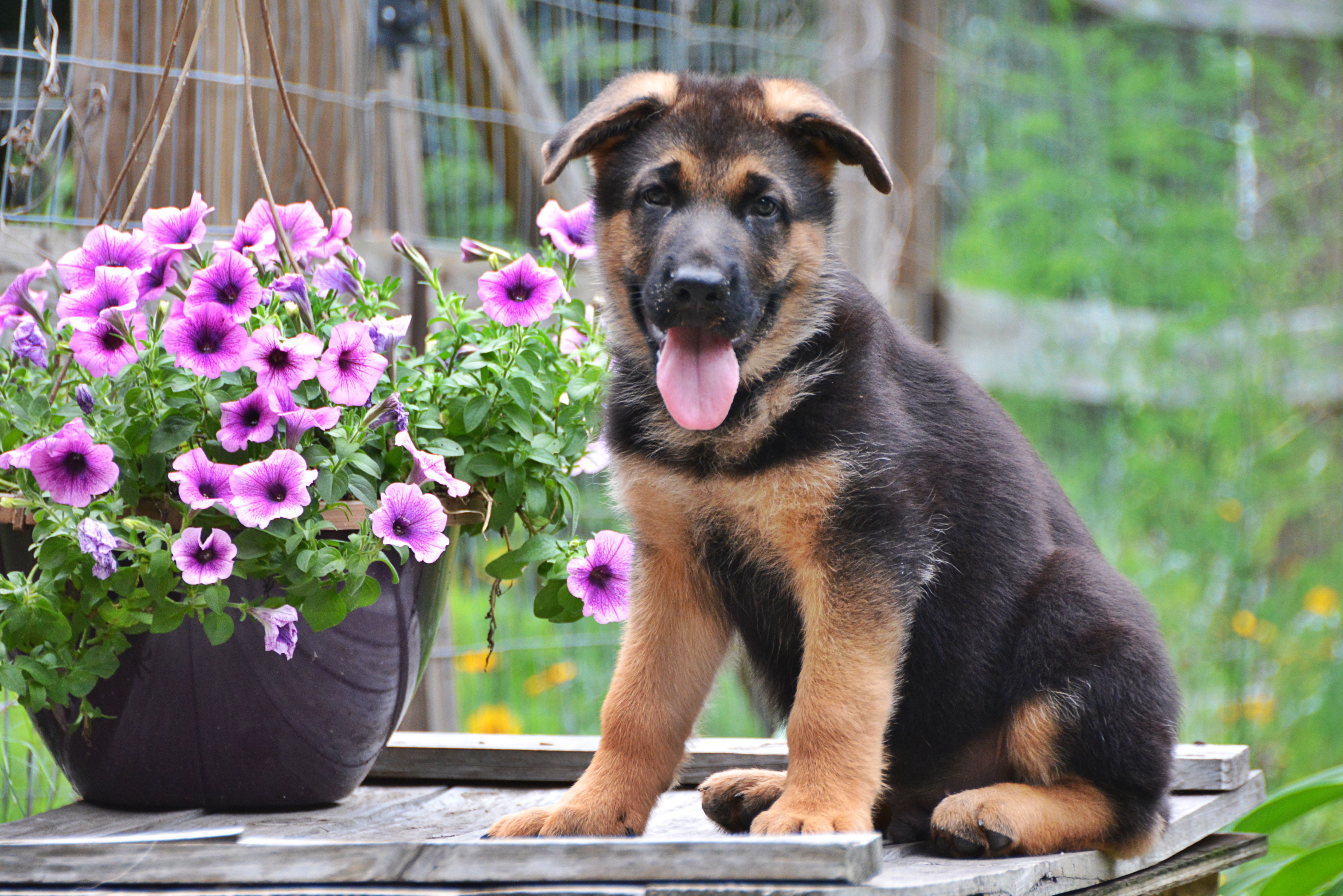 Heritage Hills Ranch German Shepherd Puppies For Sale In Texas