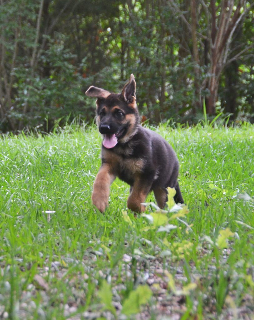 German Shepherd Puppy Running and Exploring