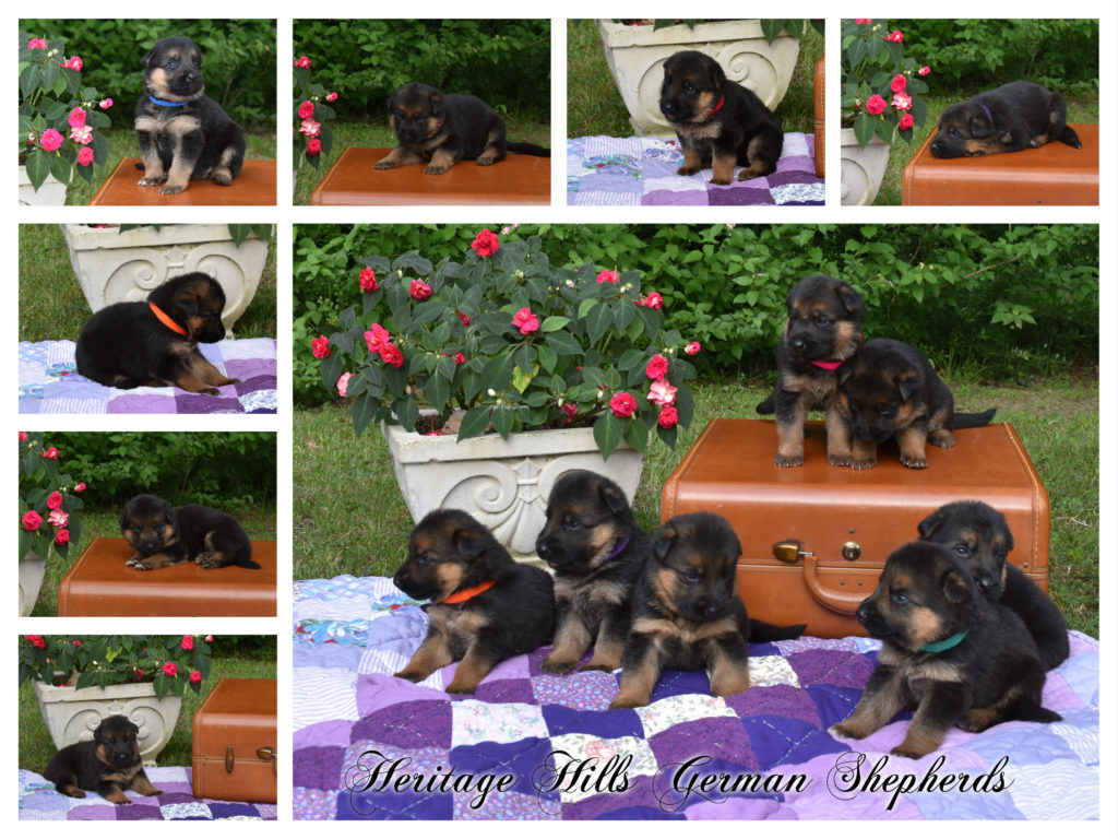 Beautiful Healthy German Shepherd Puppies