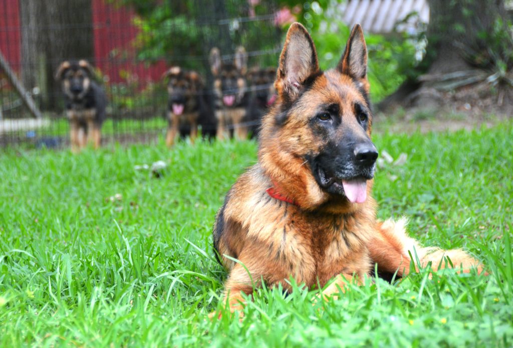 Kimber guarding her pups