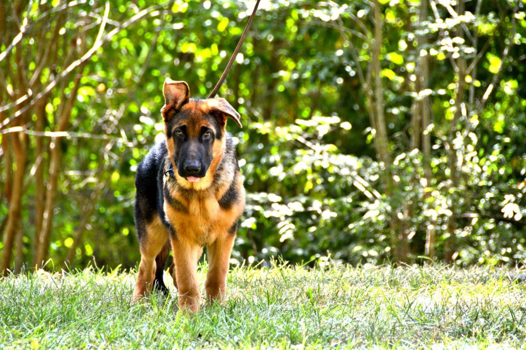 German Shepherd Puppy