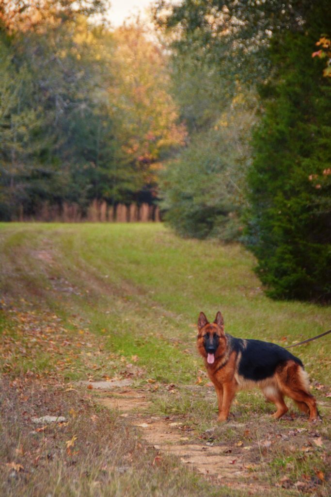 German Shepherd Dog - Sako