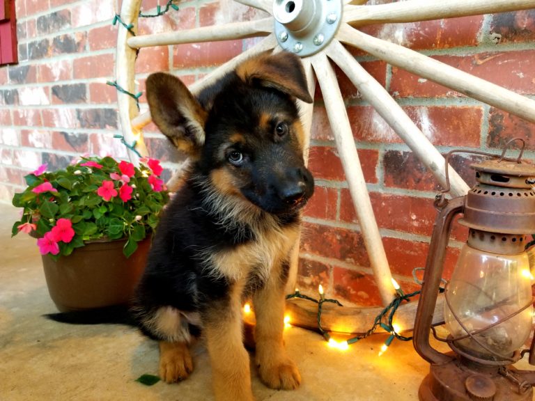 German Shepherd Male Puppy