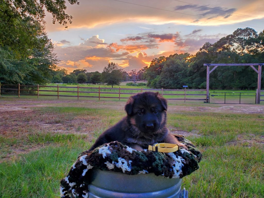 German Shepherd Puppy 4 Weeks Old