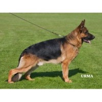 VA2 Ricco - German Shepherds with Champion Bloodlines