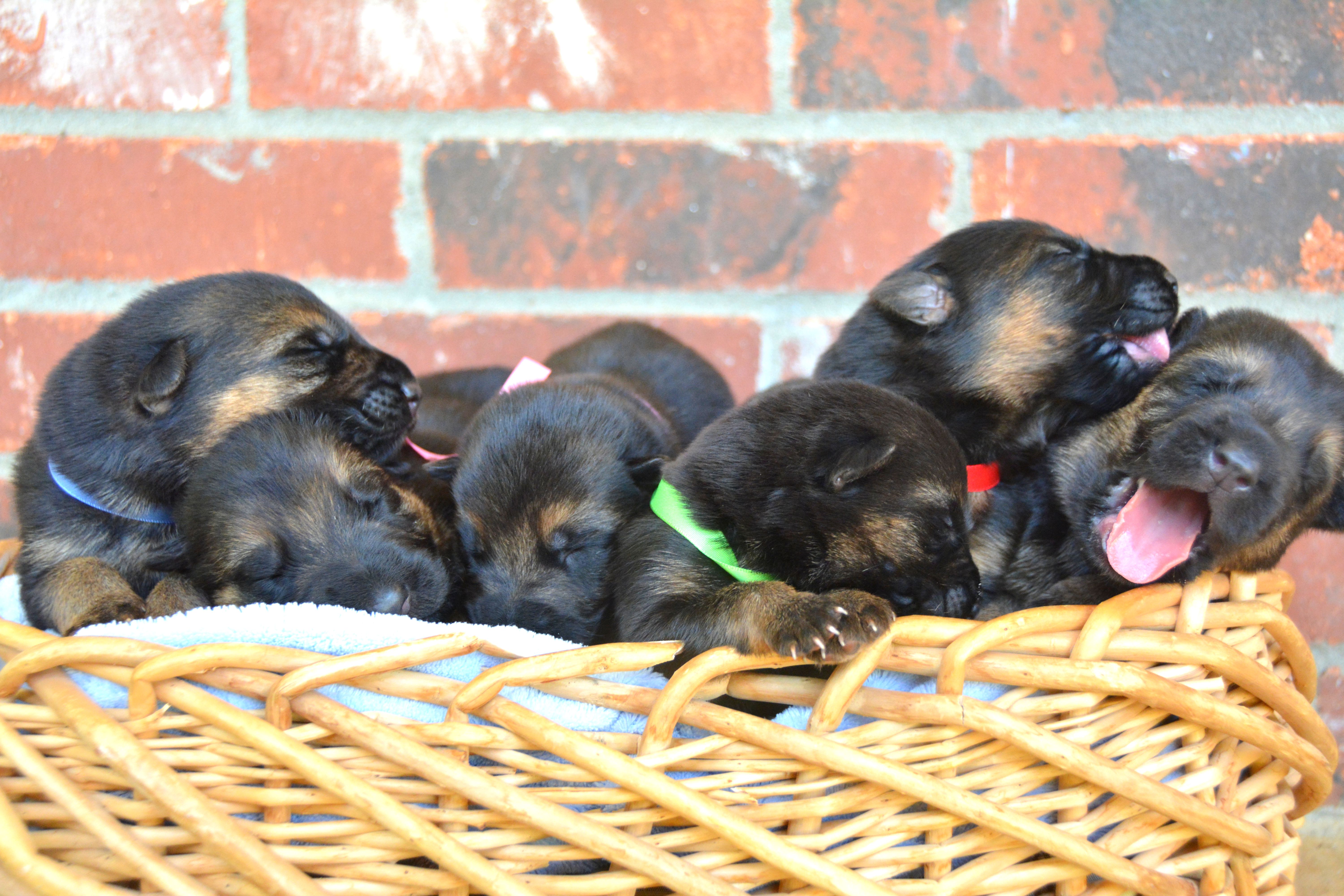 1 week old German Shepherd Puppies