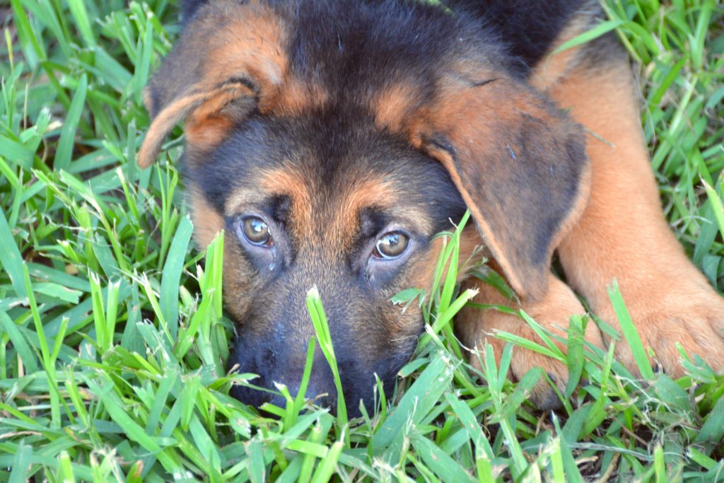 10 week old German Shepherd Puppy