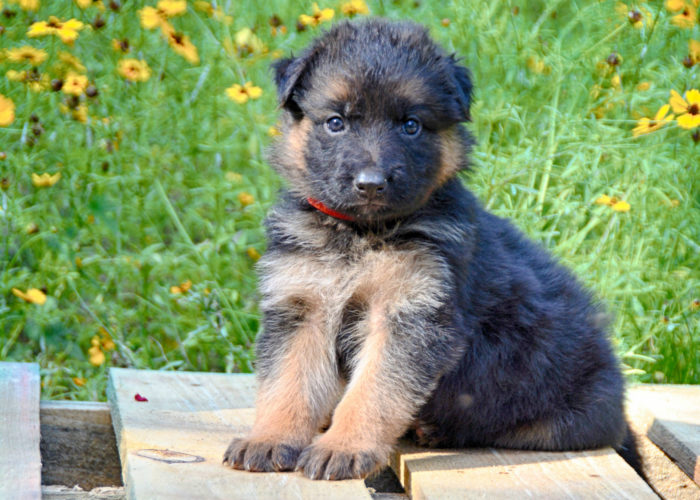 Heritage Hills Ranch - German Shepherd Puppies For Sale In Texas