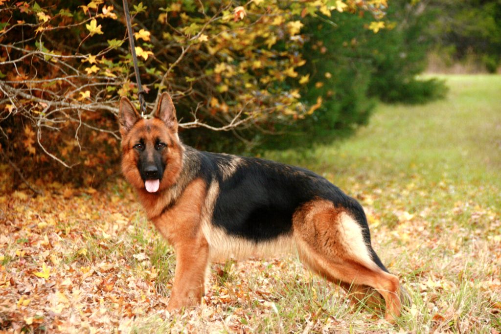 German Shepherd Dog - Sako