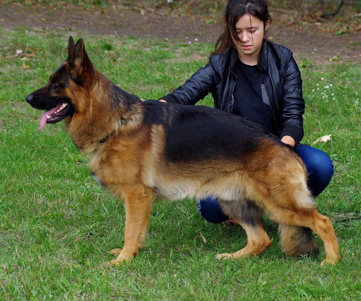 6X V1 Demo German Shepherd Dog