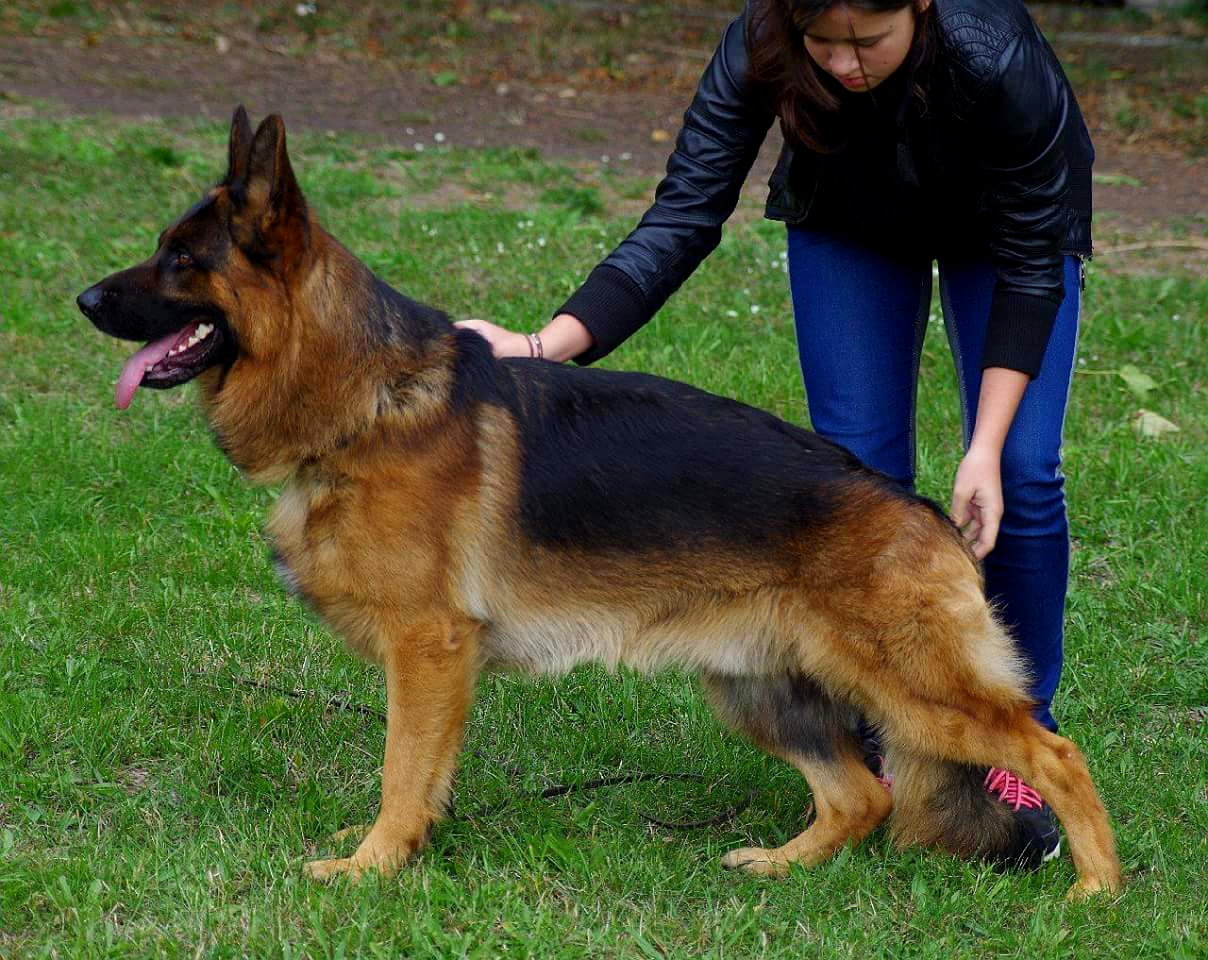 6X V1 Demo German Shepherd Dog