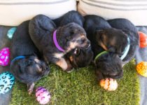 Heritage Hills Ranch - German Shepherd Puppies For Sale In Texas