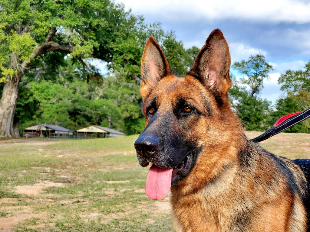 German Shepherd Female