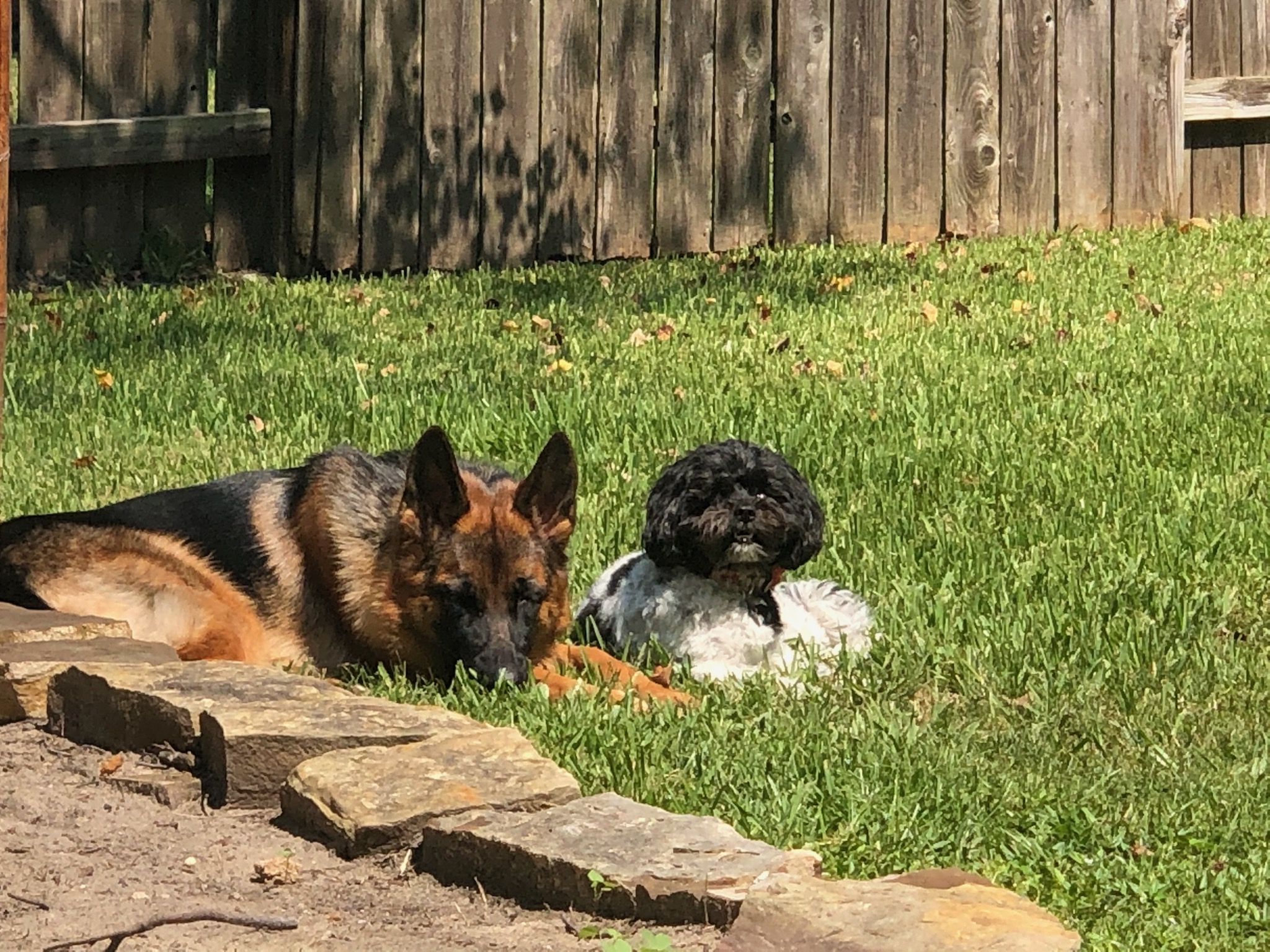 Robertson Family Bex & Kaja Litter