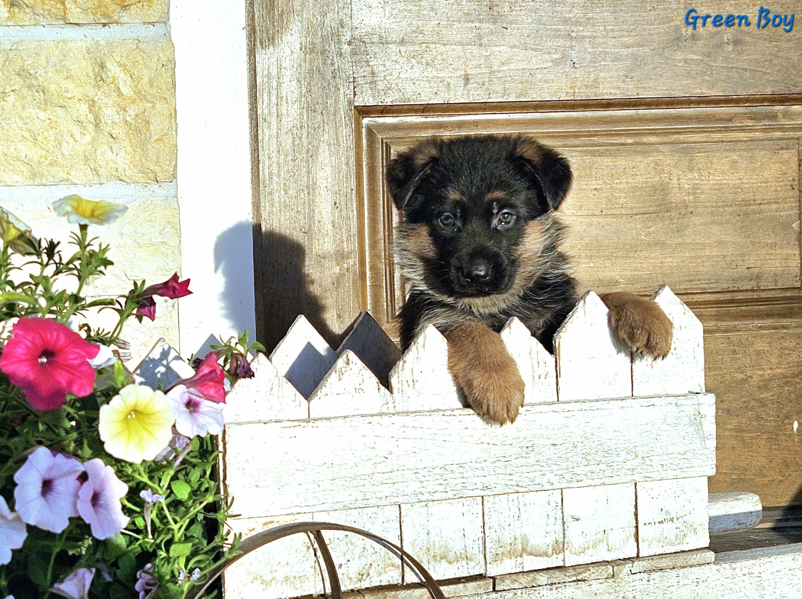 Jana Pups