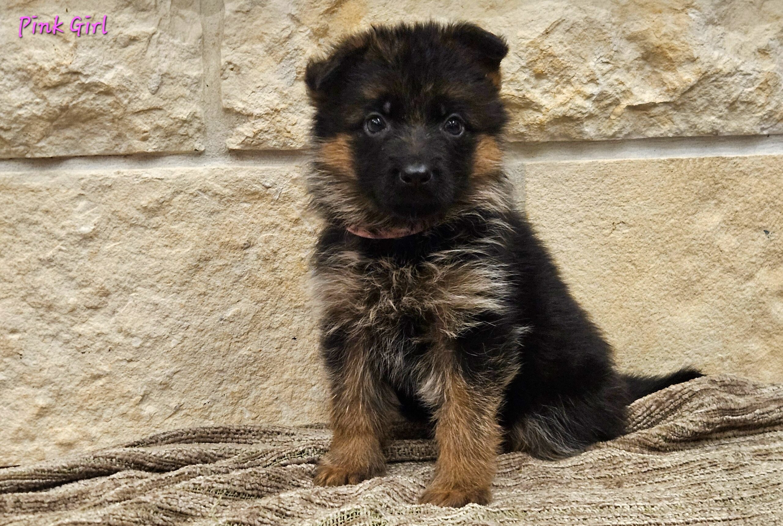 Gana's Puppies