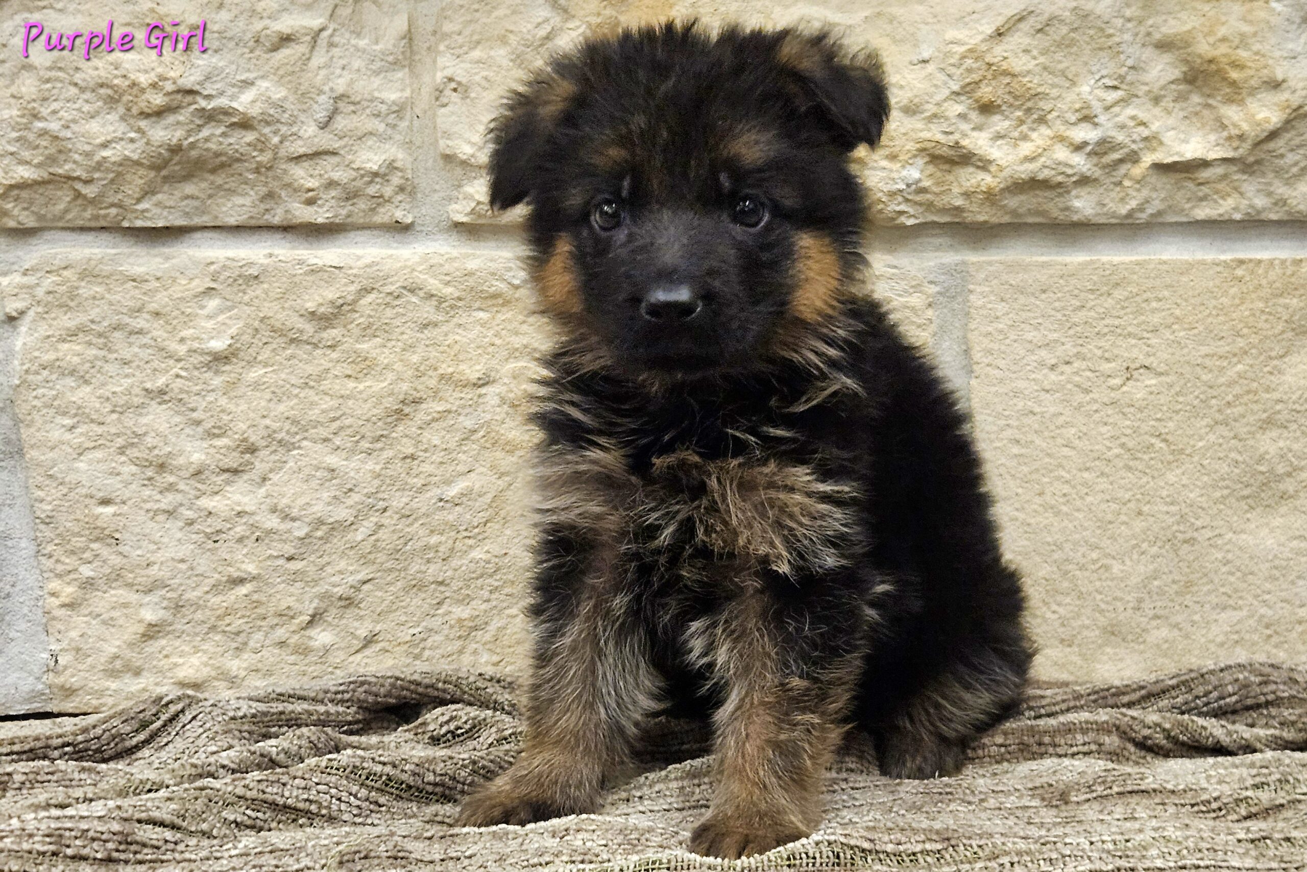 Gana's Puppies