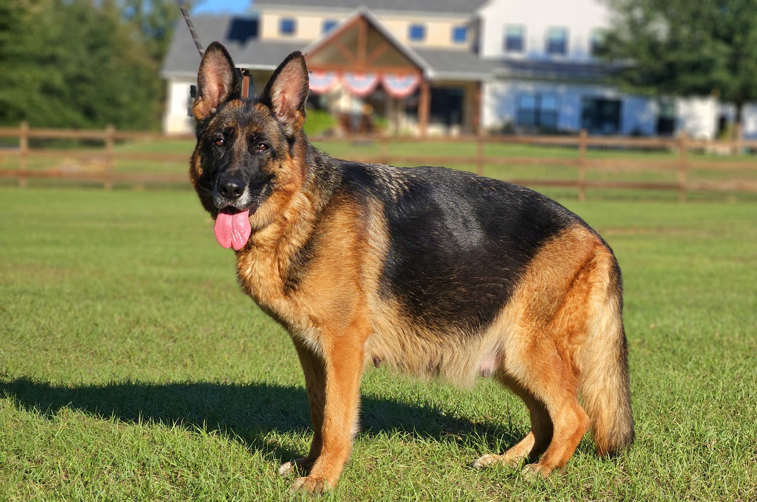 Dixi
