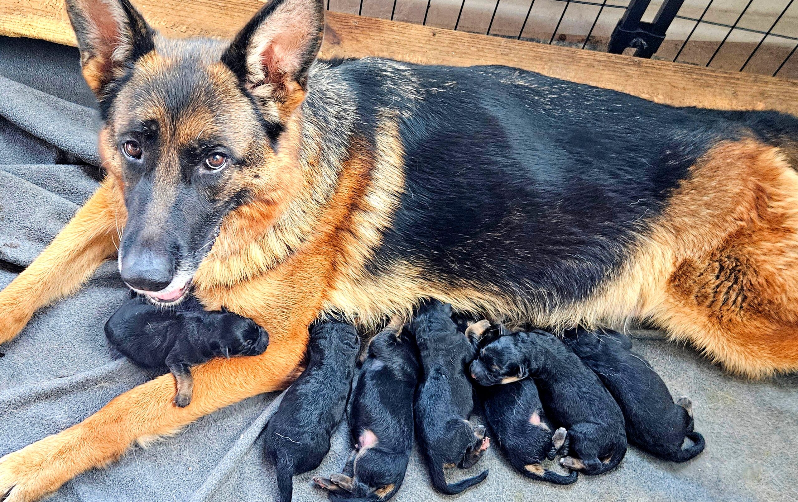 Dixi Newborn Pups